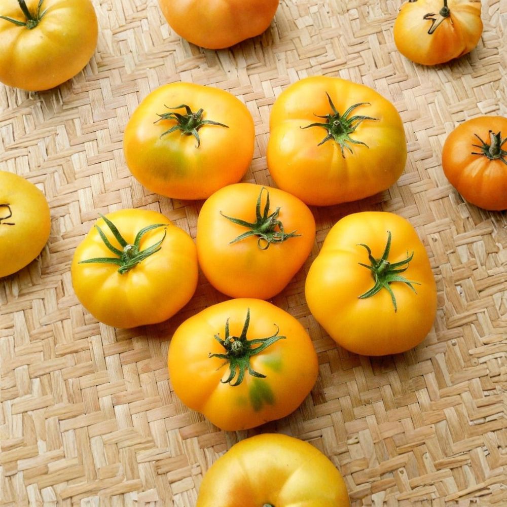 Azoychka Tomato Seeds – Heirloom Organic Non-GMO Russian Yellow Beefsteak Solanum lycopersicum, 50 Seeds