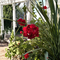 True Red Ivy Geranium Cuttings – 5 Live Pelargonium peltatum Plant Starters for Hanging Baskets & Containers
