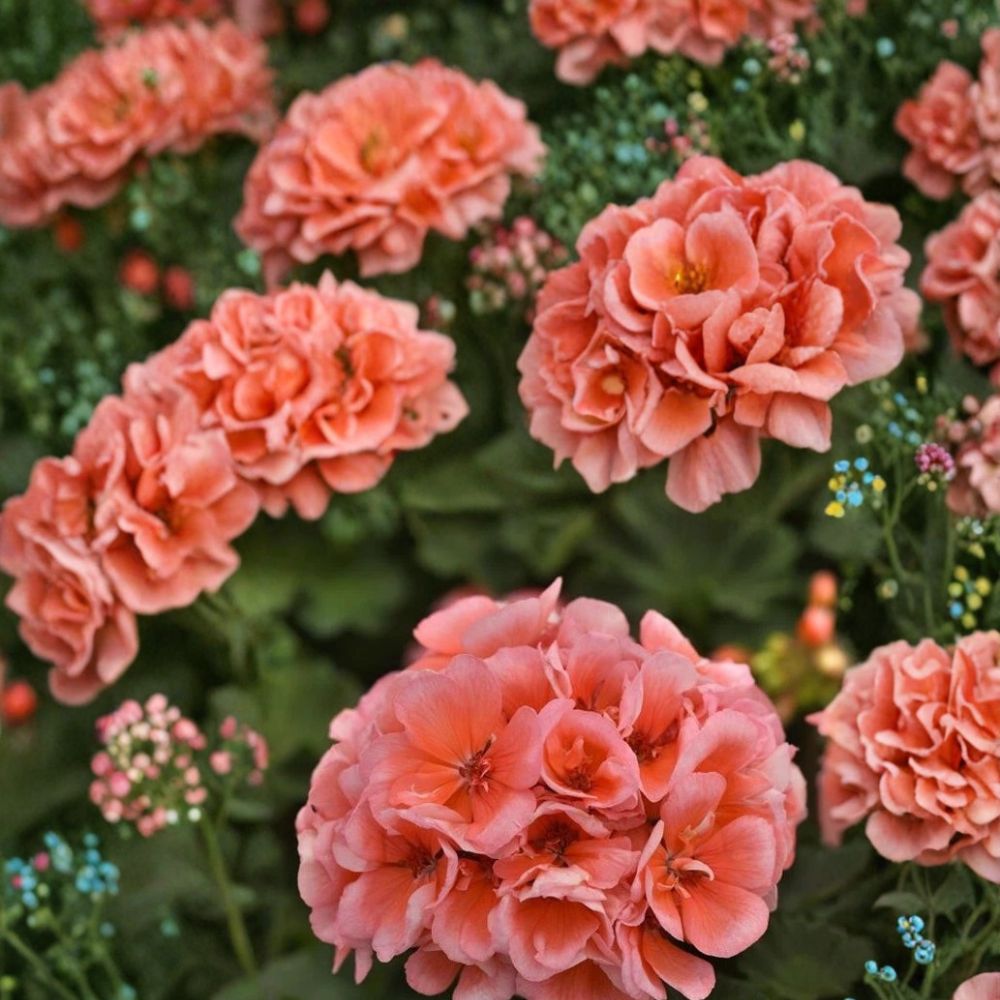 Presto Light Salmon Geranium Seeds – 25+ Pelargonium Flower Seeds for Garden, Pots & Hanging Baskets, Bright Salmon Blooms