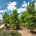 Loblolly Pine Trees Set of 2 Live Bare Root Evergreen Plants for Privacy Windbreaks Pinus taeda