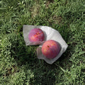 Kiyo Japanese Plum Tree – Live Potted Fruit Tree with Large Red Flesh Fruit – Prunus salicina