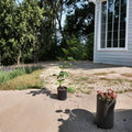 Arapaho Thornless Blackberry Plant – Live 1 Gallon Fruit Bush with Sweet Blackberries, Thornless Canes, Easy to Grow