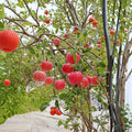 Fuji Apple Tree Bare Root – Malus domestica ‘Fuji’ Semi-Dwarf Fruit Tree for Backyard & Patio