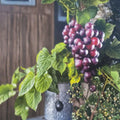 Black Lane Muscadine Grape Vine – Live Fruit Plant, 3 Gallon, Self-Fertile, Vitis rotundifolia for Vineyard & Garden