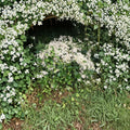 Carolina Jasmine Seeds – White Star Fragrant Climbing Vine, Evergreen Flowering Plant, Outdoor Garden, Jasminum spp.