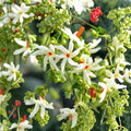 Night Flowering Jasmine Seeds | Parijat Coral Jasmine | Fragrant Night Blooming Tree | Nyctanthes arbor-tristis