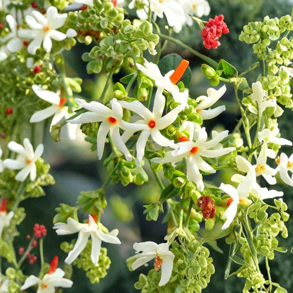 Night Flowering Jasmine Seeds | Parijat Coral Jasmine | Fragrant Night Blooming Tree | Nyctanthes arbor-tristis