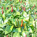 Piper Longum Live Plant – Rare Long Pepper Vine, Medicinal Herb, Tropical Spice Plant, Starter Plant