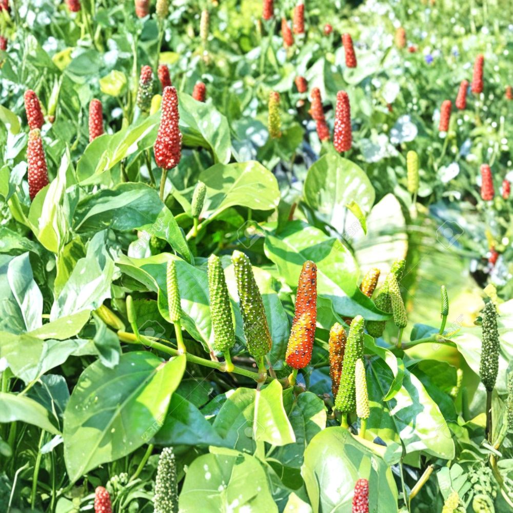 Piper Longum Live Plant – Rare Long Pepper Vine, Medicinal Herb, Tropical Spice Plant, Starter Plant