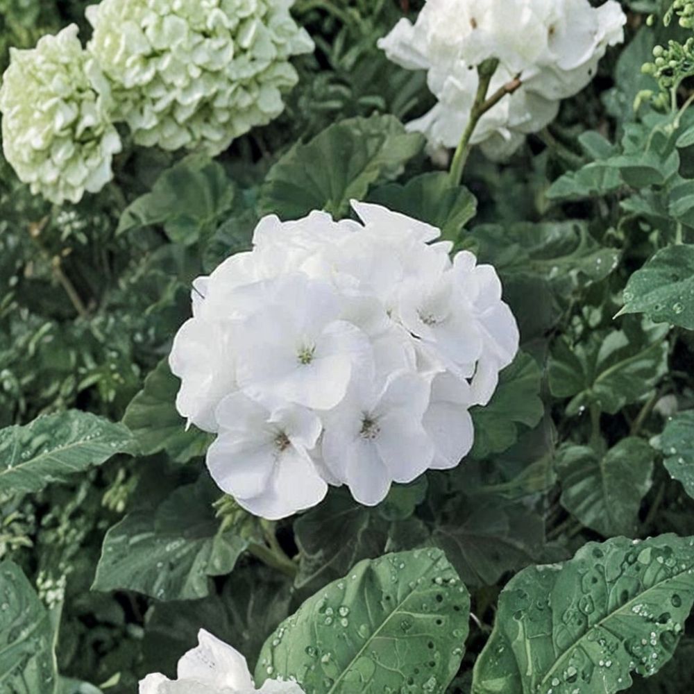 White Geranium Seeds – Maverick Series, Bright White Blooms, Container & Patio Friendly, Pelargonium x hortorum