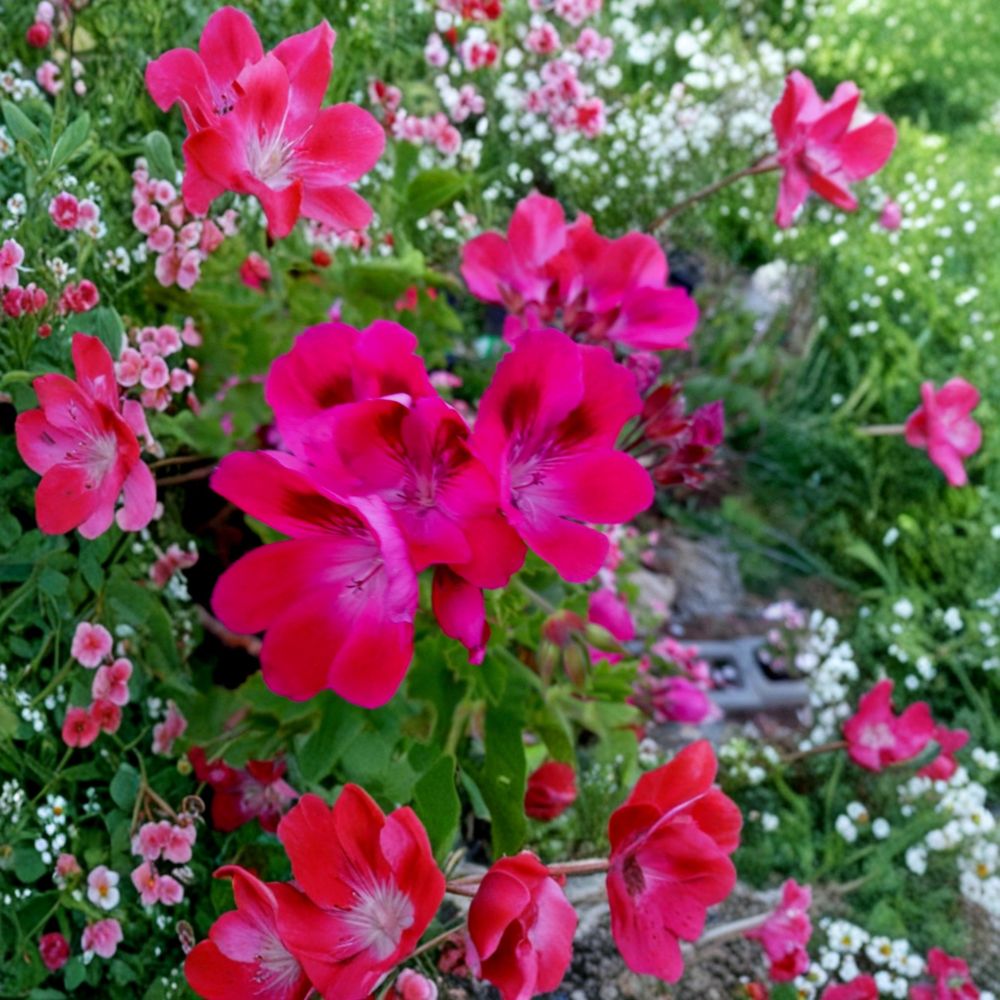 Hot Magenta Pink Regal Geranium Cuttings – Pelargonium x domesticum Live Unrooted 6-Inch Pink & White Blooms Patio Plant