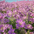 Sirak Geranium Seeds – 25+ Premium Pelargonium spp. Flower Seeds for Outdoor & Indoor Gardens