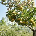 Fragrant Asian Pear Tree Kuerle Xiang Li | Edible Fruit Garden Tree | Pyrus betulifolia Rootstock | Sweet Crisp Fruit