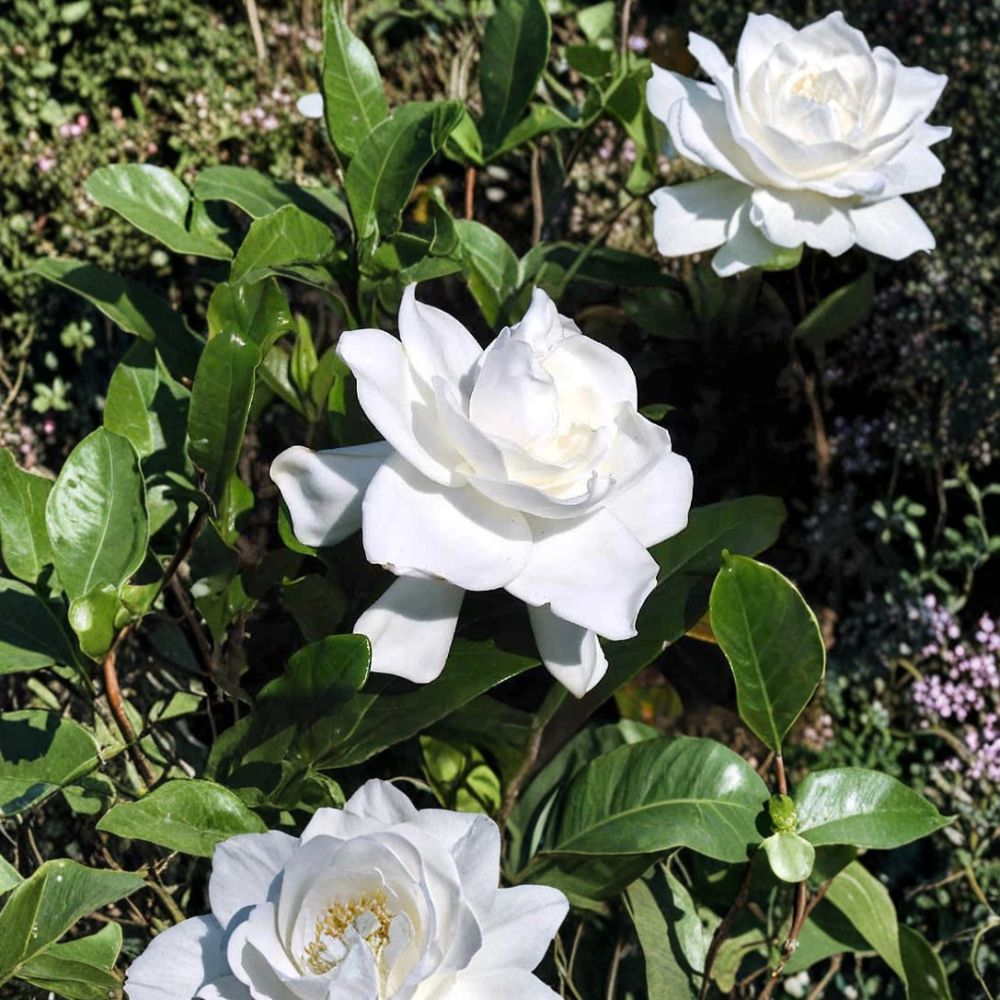 Gardenia jasminoides Live Starter Plants Set of 2 – Fragrant White Blooms, Bare Root, 6 Inch Tall