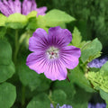Geranium gracile Seeds – Pink Cranesbill Perennial Flower Seeds for Pollinator Gardens, Deer & Rabbit Resistant