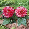 Scentimental Floribunda Rose – Live Bush Plant, 2 Gallon, Fragrant Red & White Striped Double Blooms, Easy Garden Rose