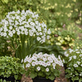 Geranium Cantabrigiense Biokovo Live Plant – 1 Gallon Hardy Groundcover Perennial for Borders, Rock Gardens & Pollinator Gardens