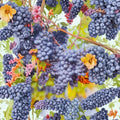 Venus Blue Grape Vine – Live Fruit Plant, 1 Gallon, Blue Grapes, Vitis 'Venus', Deciduous Fruit Vine for Garden & Vineyard