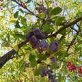 Prune D’Ente 707 Plum Tree Live Plant – 3 Ft Potted European Self-Fertile Prune Fruit Tree
