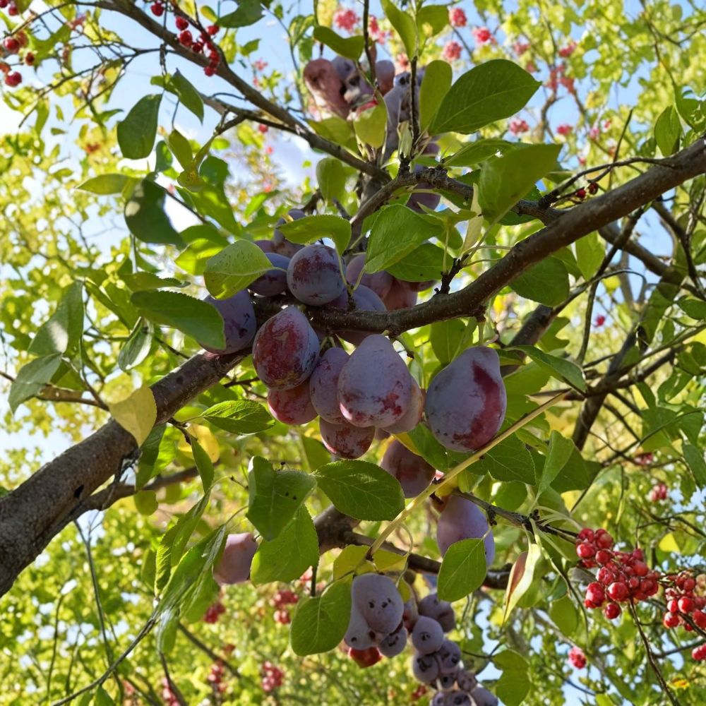Prune D’Ente 707 Plum Tree Live Plant – 3 Ft Potted European Self-Fertile Prune Fruit Tree