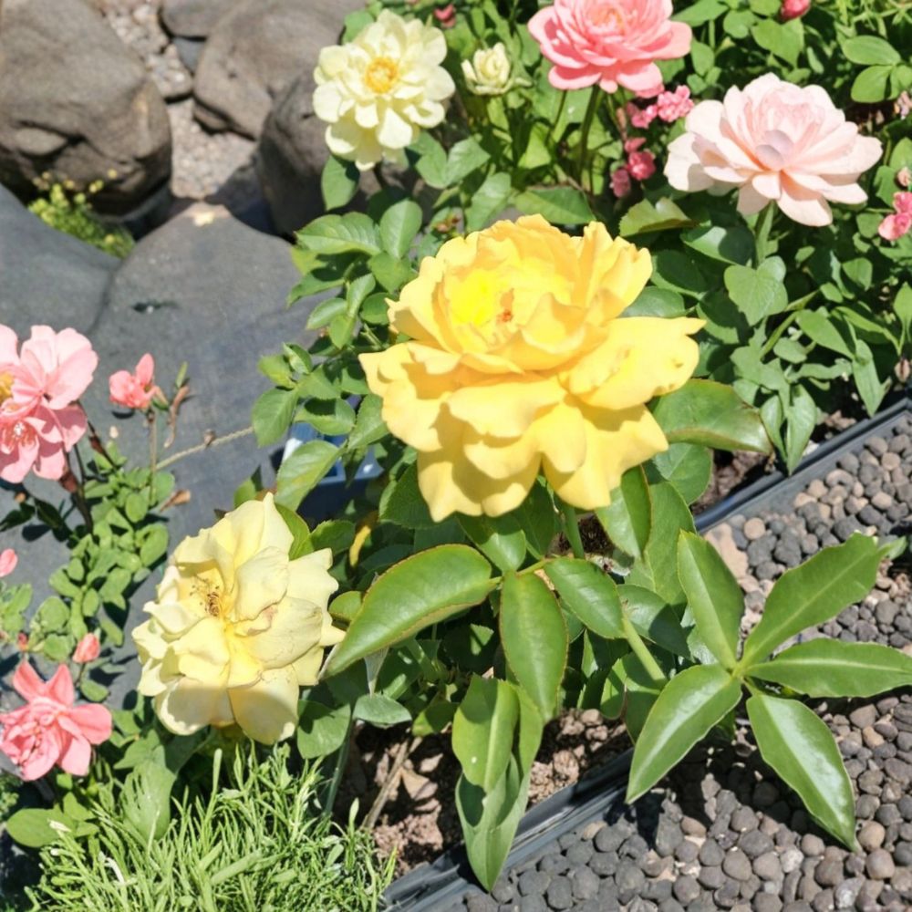 Julia Child Floribunda Rose Live Plant – 3 Gallon, Butter-Gold Double Blooms, Fragrant, Disease-Resistant, Award-Winner Rosa