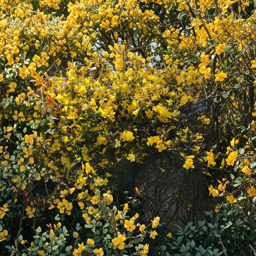 Carolina Jasmine Live Vines Set of 6 | Yellow Flower Climbing Plants | Gelsemium sempervirens Starter Vines for Garden, Fence, Trellis