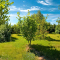 American Hazelnut Trees 3 Pack Bare Root 12-24 Inch Corylus americana Nut Shrubs Wildlife Friendly Edible Landscape