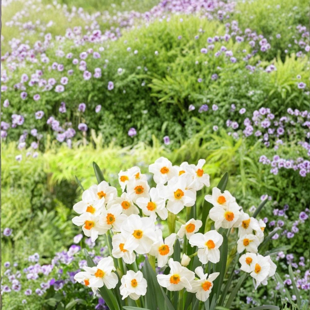 Heirloom Narcissus Geranium Daffodil Bulbs – 10 Fragrant White & Orange Spring Flower Bulbs for Gardens & Containers