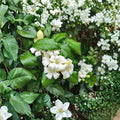 Orange Jasmine Seeds | Fragrant White Flowering Evergreen Shrub | Murraya paniculata | Garden & Container Plant