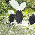 Fujiminori Giant Grape Vine | Japanese Table Grape | Large Fruit Variety | Vitis vinifera Live Plant for Patio & Backyard