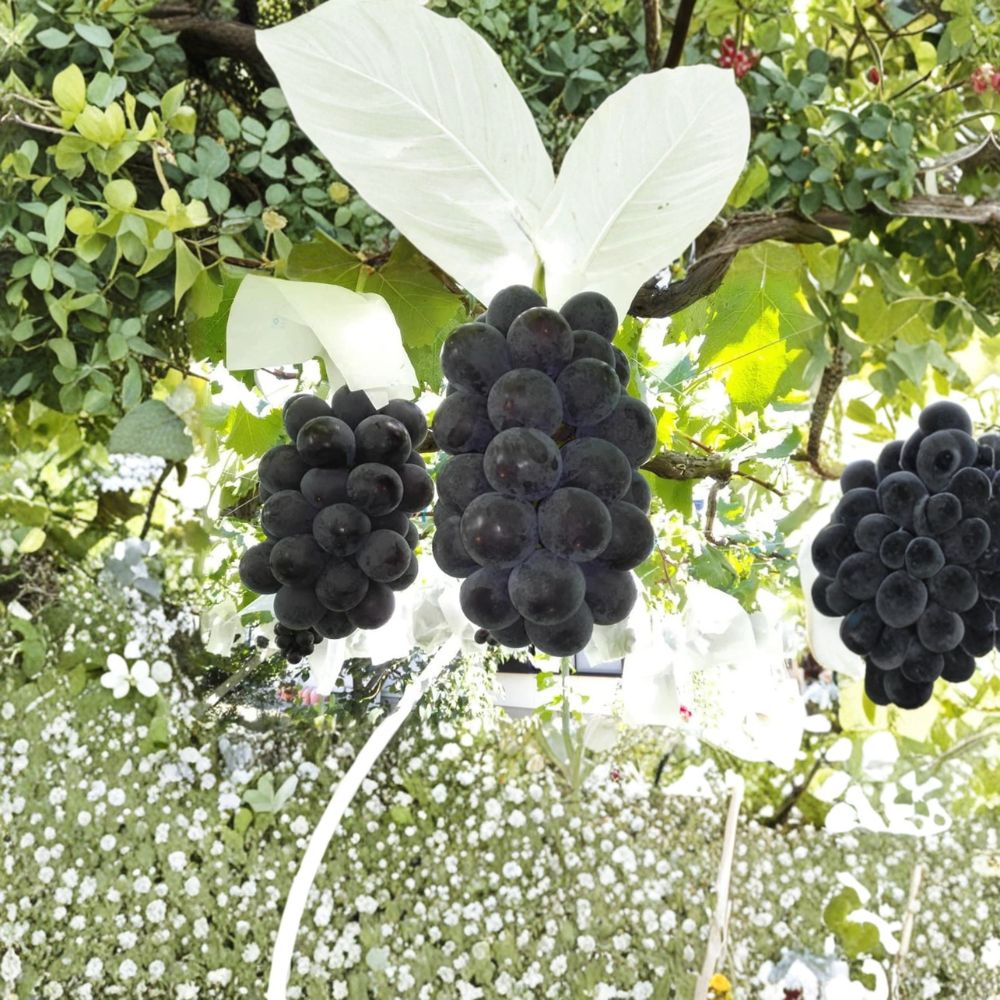 Fujiminori Giant Grape Vine | Japanese Table Grape | Large Fruit Variety | Vitis vinifera Live Plant for Patio & Backyard