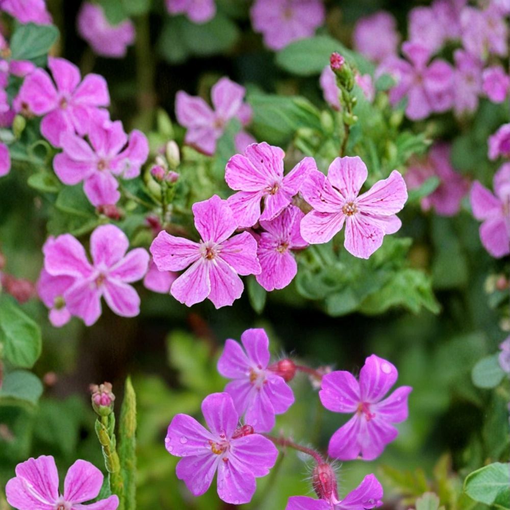 Herb Robert Geranium Seeds – 25+ Wild Hardy Flower Seeds for Shade & Woodland Gardens | Geranium robertianum