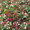 Pinto Premium Mix Geranium Seeds – 1,000 Pelargonium Seeds, Assorted Colors, Compact Growth, Pelargonium x hortorum