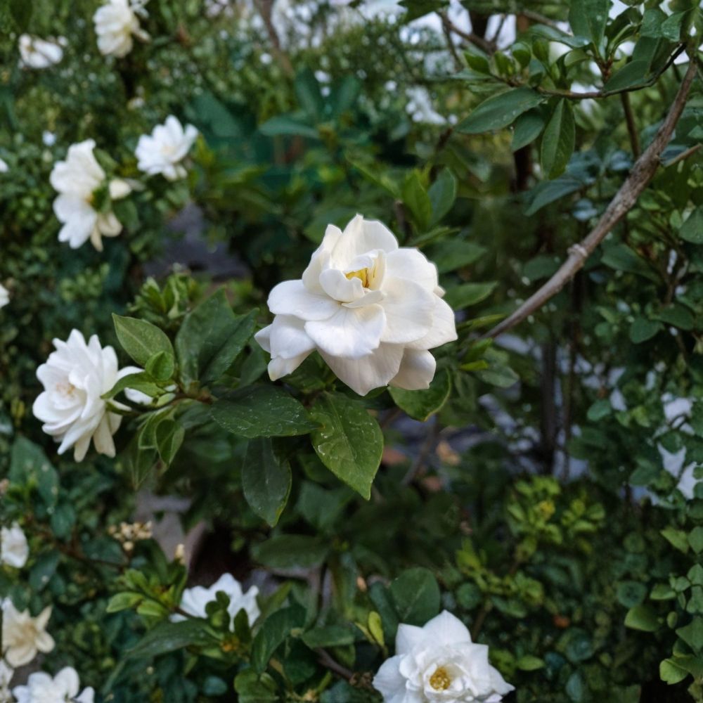 Gardenia Seeds 200+ | Fragrant White Flowering Shrub | Gardenia jasminoides | Heirloom Perennial Garden Plant