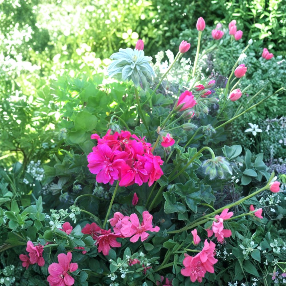 Hot Pink Ivy Geranium Cuttings – Pelargonium peltatum, Trailing Pink Blooms, 6 Unrooted 6-Inch Live Plant for Hanging Baskets
