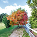 Sassafras Tree Live Plant | 12-24 Inch Bare Root Starter | Native Aromatic Woodland Tree | Sassafras albidum