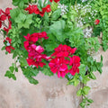 Rose Red Citronella Ivy Geranium Cuttings – 3 Live Pelargonium Peltatum Trailing Fragrant Plants for Hanging Baskets & Containers