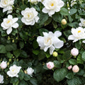 Gardenia â€˜Veitchiiâ€™ Live Plant – Fragrant White Blooms, Evergreen Shrub, 3–4 Feet Tall, Indoor Outdoor Gardenia jasminoides
