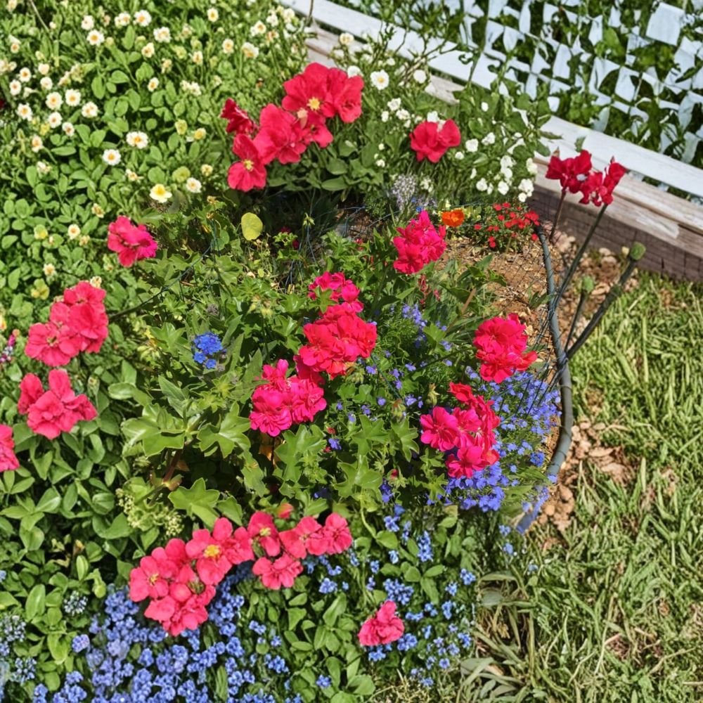 Ivy Geranium Cuttings – 8 Mixed Color Pelargonium peltatum for Hanging Baskets & Containers