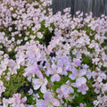 Melinda Geranium Seeds – 25+ Pelargonium Flower Seeds for Garden, Patio, Hanging Baskets, Bright Blooms, Container Plants