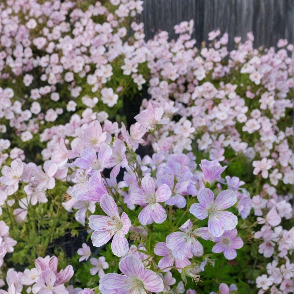 Melinda Geranium Seeds – 25+ Pelargonium Flower Seeds for Garden, Patio, Hanging Baskets, Bright Blooms, Container Plants