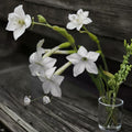 Night Scented Tobacco Jasmine Seeds, Fragrant Night-Blooming Flowers, Easy Grow Garden Plant, Nicotiana spp.