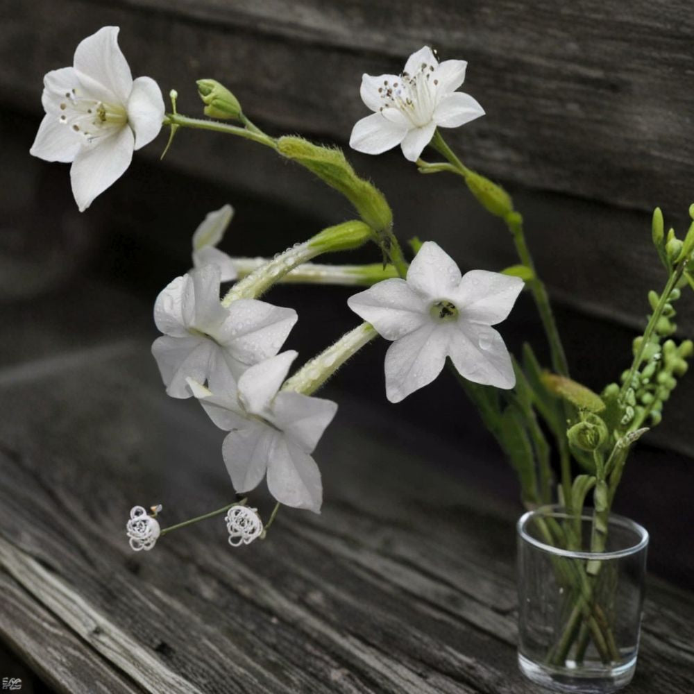 Night Scented Tobacco Jasmine Seeds, Fragrant Night-Blooming Flowers, Easy Grow Garden Plant, Nicotiana spp.