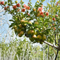 Fragrant Asian Pear Tree Grafted Plant | Korla Fragrant Pear (Pyrus betulifolia) | Sweet Crisp Fruit Tree for Patio & Backyard