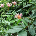 Henry's Honeysuckle Live Plant | Evergreen Climbing Vine | Fragrant Garden Vine | Lonicera henryi