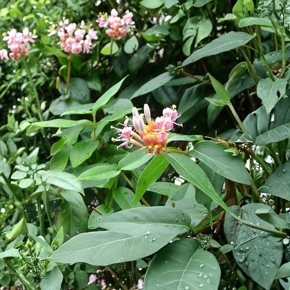 Henry's Honeysuckle Live Plant | Evergreen Climbing Vine | Fragrant Garden Vine | Lonicera henryi