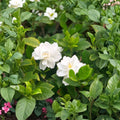 White Gardenia Plant – Live Potted Gardenia jasminoides with Fragrant White Flowers, Evergreen Shrub for Indoor & Outdoor Gardens