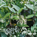 Night Blooming Jasmine Live Plant – 4–6 Inch Fragrant Shrub Cestrum nocturnum Indoor Outdoor Starter