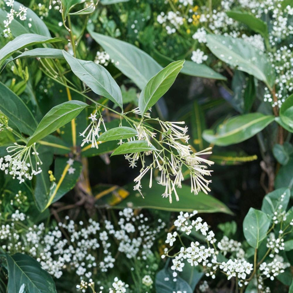 Night Blooming Jasmine Live Plant – 4–6 Inch Fragrant Shrub Cestrum nocturnum Indoor Outdoor Starter