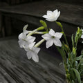 Jasmine Tobacco Seeds – Night Scented Fragrant Flowers, Pollinator Friendly, Nicotiana alata, Outdoor Garden, Container Plant